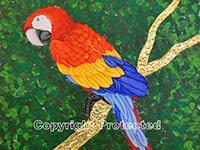 Macaw